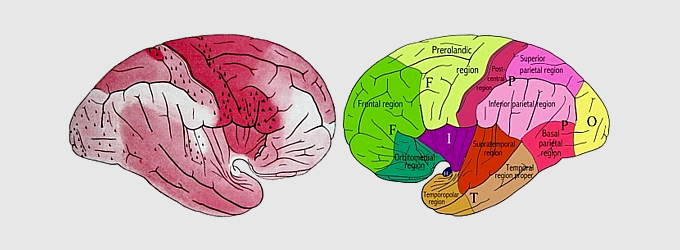 Eγκεφαλικά ημισφαίρια του ανθρώπου: κυτταροαρχιτεκτονικοί χάρτες Εκόνομο-Κοσκινά